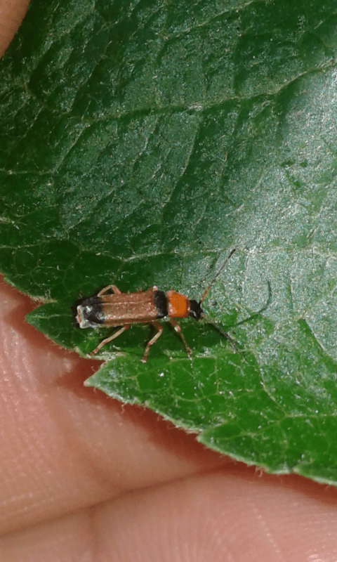 Cantharidae : Cratosilis laeta ? S
